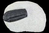 Detailed Austerops Trilobite - Nice Eye Facets #108484-3